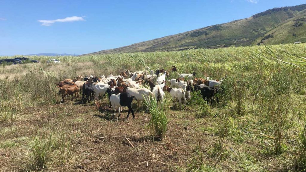 Maui’s Pilot Goat Program