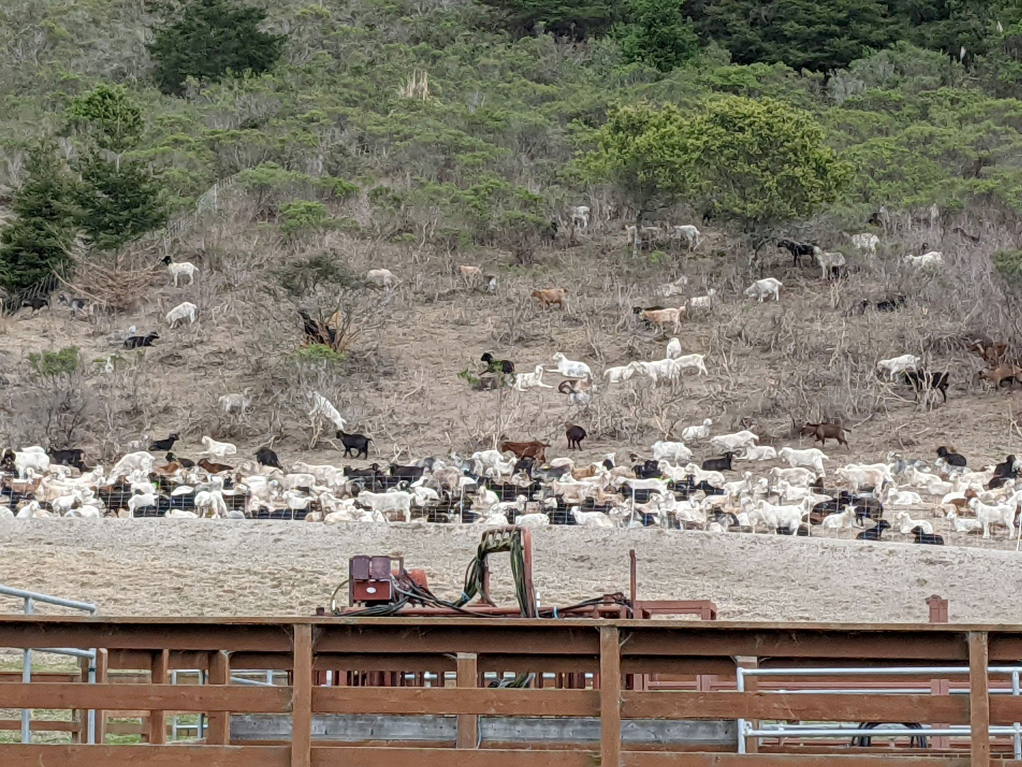 goats grazing to prevent forest fires