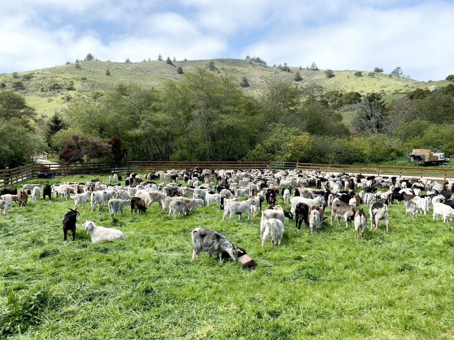 Hungry Firefighting Goats Helping CA Prepare for the 2021 Wildfire Season