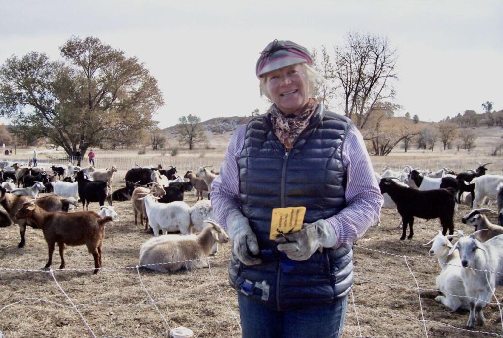 Weedeating goats are employed to tackle noxious weeds in Pikes Peak