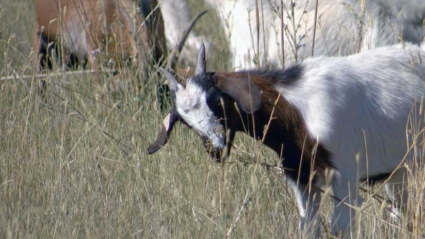 Weed-eating goats returning to Bear Creek Park