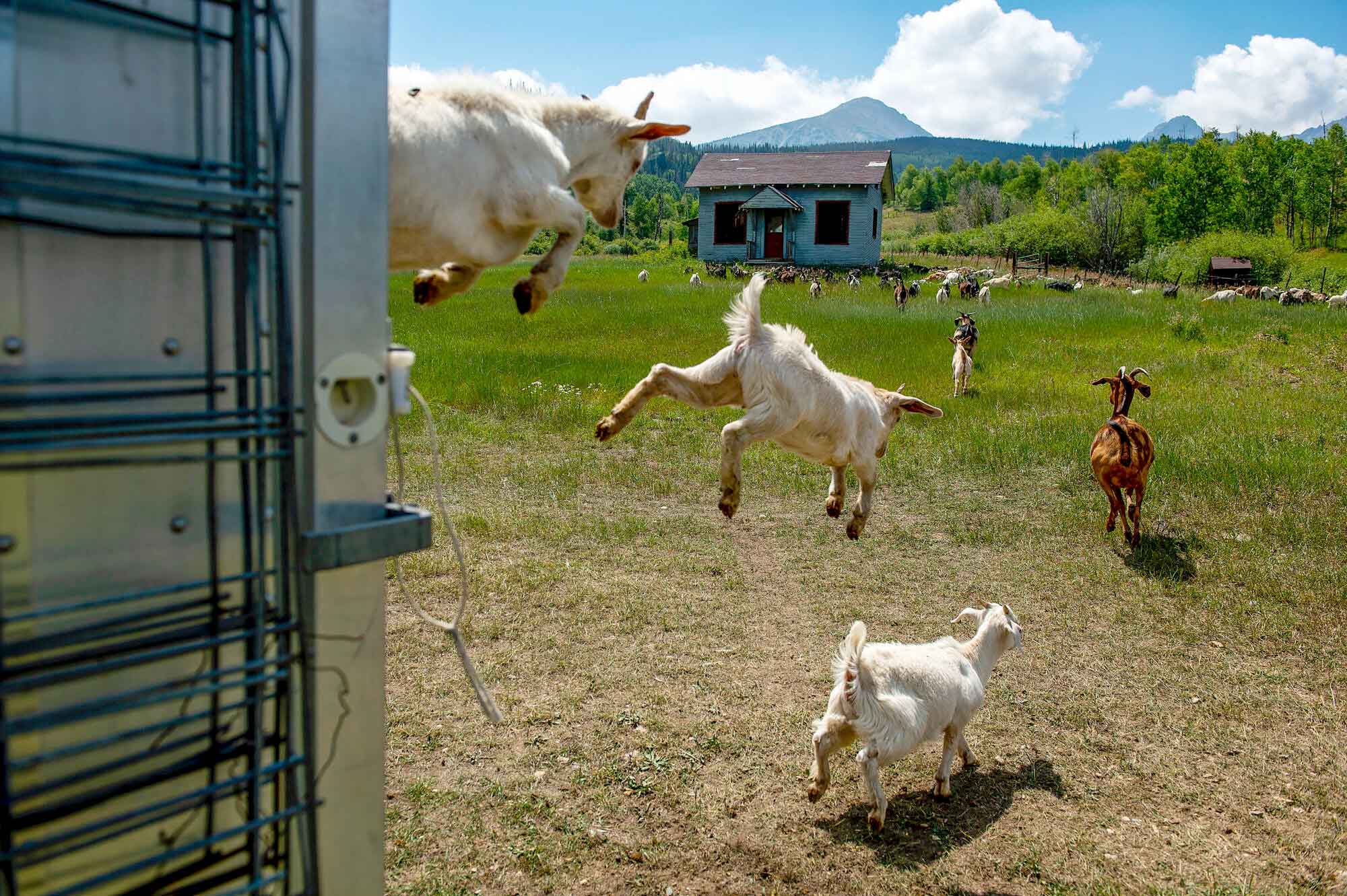 Herds of Hungry Goat Green Goats Helping Fight Wildfires