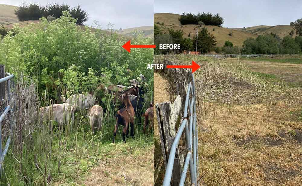 Goat Green fire mitigation and prevention