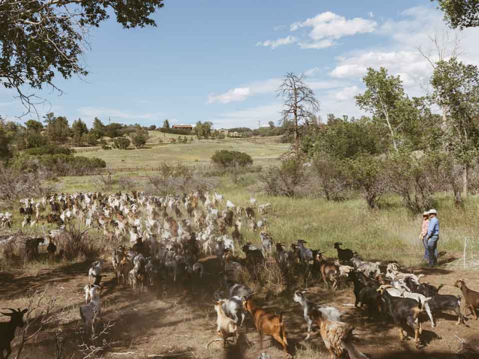 The Goat Green herd at work at Kiana Creek Ranch in Sedalia. Photo by Jimena Peck
